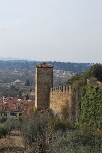 Boboli gardens - menorah-tree?!